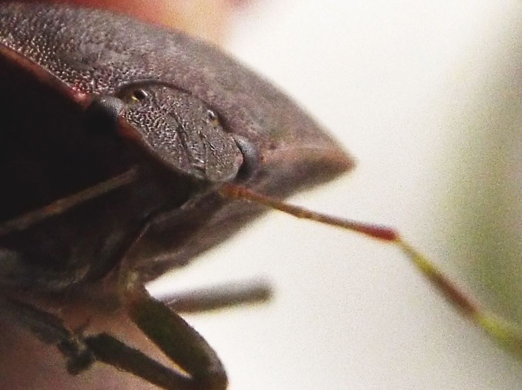 Pentatomidae: Nezara viridula scura